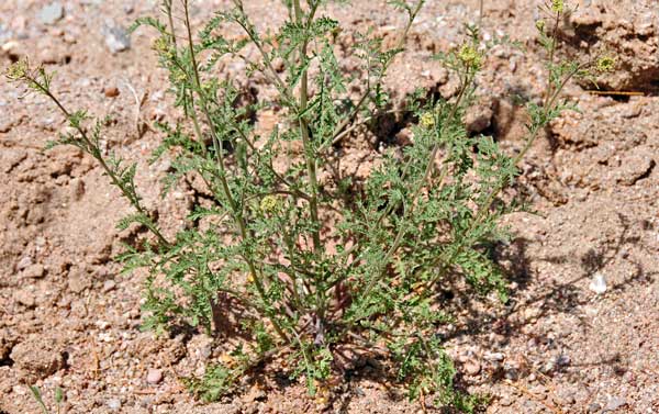 Descurainia pinnata, Western Tansymustard, Southwest Desert Flora